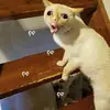 Sandra Vitale - @sandra.vitale4 - TikTok