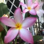 Sandra Guerrero Volkmann - @svolkmann116 - Instagram