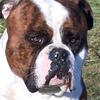 Butkus - @sandrawalther73 - TikTok