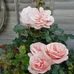 Sandra Ward - Facebook