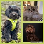 Sandra Wehrli - @wehrlis_pets - Instagram