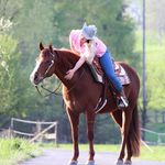 Sandra's Western Horse World - @sandraswesternhorse - Instagram