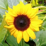 Sandra Wharton - @thebitesizegardeners - Instagram