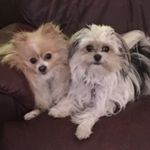 Sandra Whittaker - @heavenly_essentials2018 - Instagram