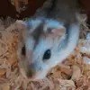 chomiczek♡♡♡ - @sandrawiacek999 - TikTok