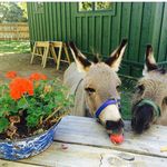 Sandra Willingham - @sawtooths007 - Instagram