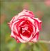 Sandy Wittenberg - Facebook