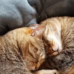 Crazy cat love - @wohl.sandra - Instagram