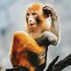 Like monkeys - @sandrawoodrowfec69083 - TikTok