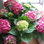Sandra Yip - @joyfulthanks - Instagram
