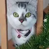 Sandrine Joly - @sandrine.joly65 - TikTok