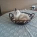 Sandy Aaron - Facebook
