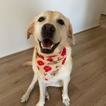 Sandy 🎾 - @labadoreablesandy - Instagram