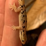 Sandy Adkins Sizemore- Aunt Sandys Skinks - @auntsandysskinks - Instagram