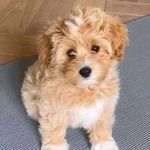 sandy Allison - @sandyallison33 - Instagram
