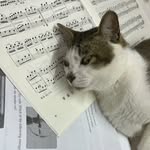 sandy apple - @sandyapplecoolcat - Instagram