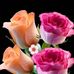 Sandy Arroyo - Facebook