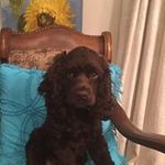 Sandy Bean - @sandybean1950 - Instagram