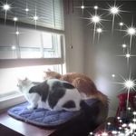 Sandy Bean - @beansm62 - Instagram