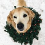 Sandy Bean - @sandybean_goldie - Instagram