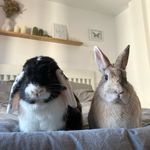 Sandy&Beans - @dominobunnylife - Instagram