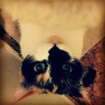 Sandy Beaver - @sandybeavercat - Instagram