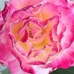 Sandra Alescio Beckwith - @sandy_j_beckwith - Instagram