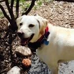 Sandy Beach Beckwith - @sandy_boss_dog - Instagram