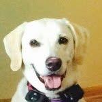 Sandy Beach Beckwith - @sandybeckwith_dog - Instagram