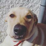 sandy Belanger - @sandy_belanger5 - Instagram