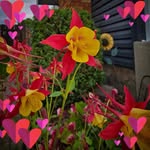 Sandra Bellows - @bellows6607 - Instagram