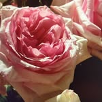 Sandy - @sandy_birkle - Instagram