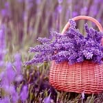 Sandra Blalock Reuss - @sandrareuss - Instagram