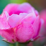 Sandy Bloom - @sandybloom1 - Instagram