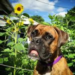 Sandy Boehmer - @boehmersandy - Instagram