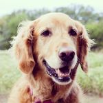 Sandy Brock - @sandysundays - Instagram