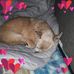 Sandy Budd - Facebook