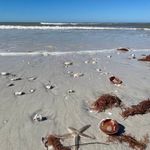 Sandy Budd - @sandy_budd_florida - Instagram