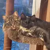 Crazy cat lady - @bumpyjohnsonandsandybear - TikTok