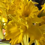 Sandy Bumpus - @slbumpus - Instagram