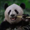 I_am_a_PANDA - @sandybundy1 - TikTok