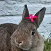 🐰✿🅂🄰🄽🄳🅈✿🐰 - @sandybunnyy - TikTok