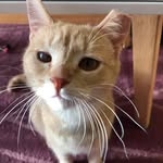 Sandy O ButterScotch - @sandyolssonbutterscotch - Instagram