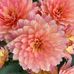 Sandy Buxton - Facebook