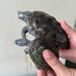 Sandy and Calvin the Terrapins - @sandyycalvin - Instagram