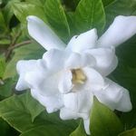 Sandra Canfield - @yanilex2 - Instagram