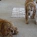 Sandy Canfield - Facebook