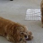 Sandy Canfield - @sandy.canfield - Instagram
