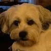 sandycanfield910 - @sandycanfield910 - TikTok