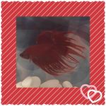 Sandy K Cantrell - @nanaofone48 - Instagram